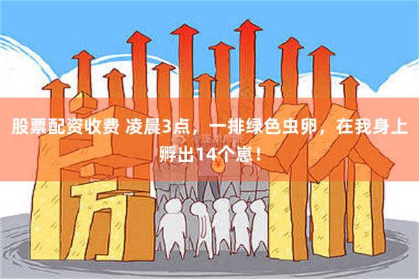 股票配资收费 凌晨3点，一排绿色虫卵，在我身上孵出14个崽！