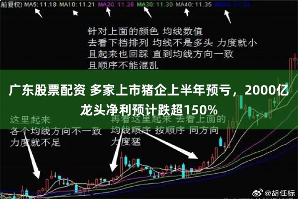 广东股票配资 多家上市猪企上半年预亏，2000亿龙头净利预计跌超150%